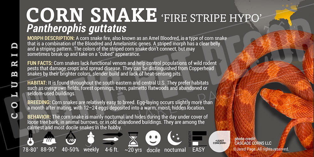 Pantherophis guttatus 'Corn Snake'