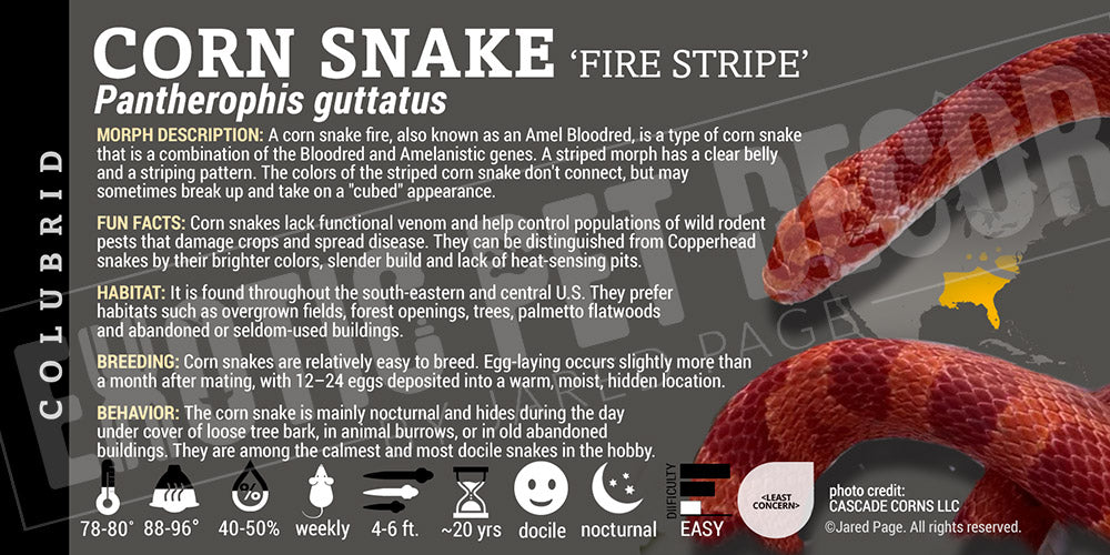 Pantherophis guttatus 'Corn Snake'