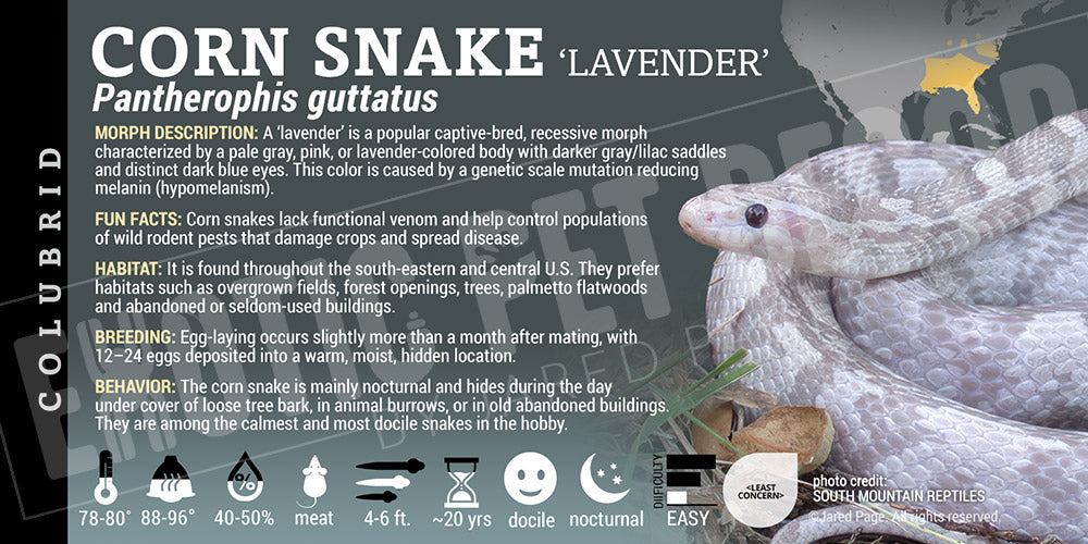 Pantherophis guttatus 'Corn Snake'
