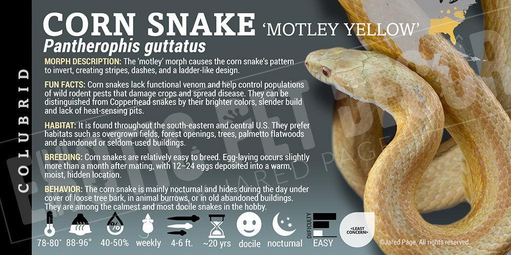 Pantherophis guttatus 'Corn Snake'
