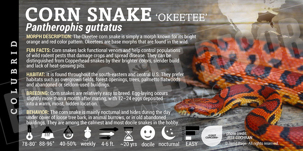Pantherophis guttatus 'Corn Snake'