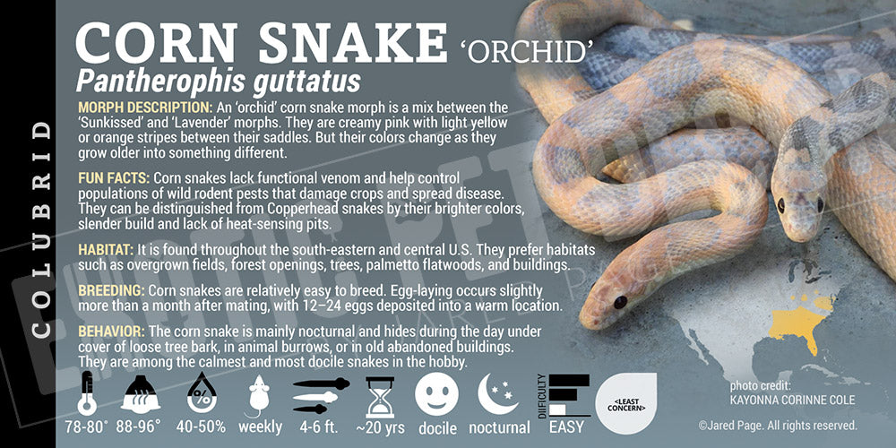 Pantherophis guttatus 'Corn Snake'