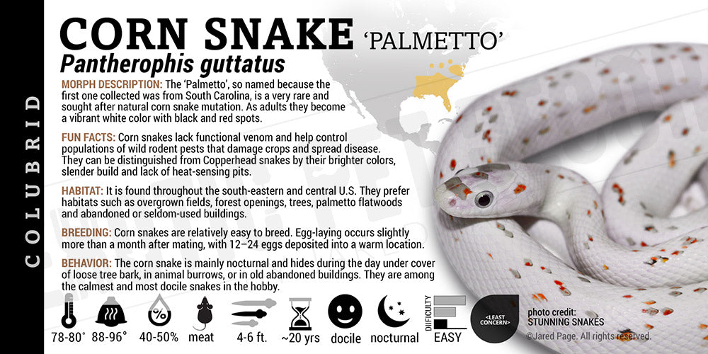 Pantherophis guttatus 'Corn Snake'