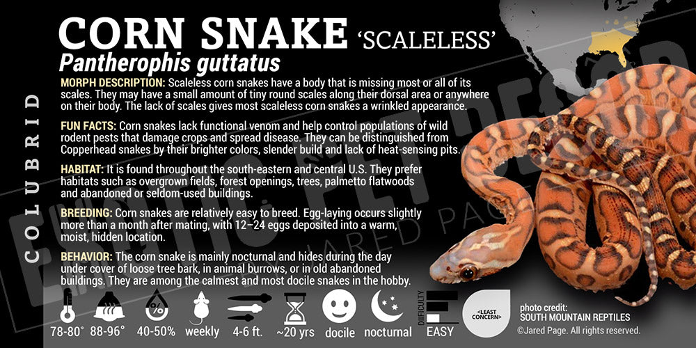 Pantherophis guttatus 'Corn Snake'