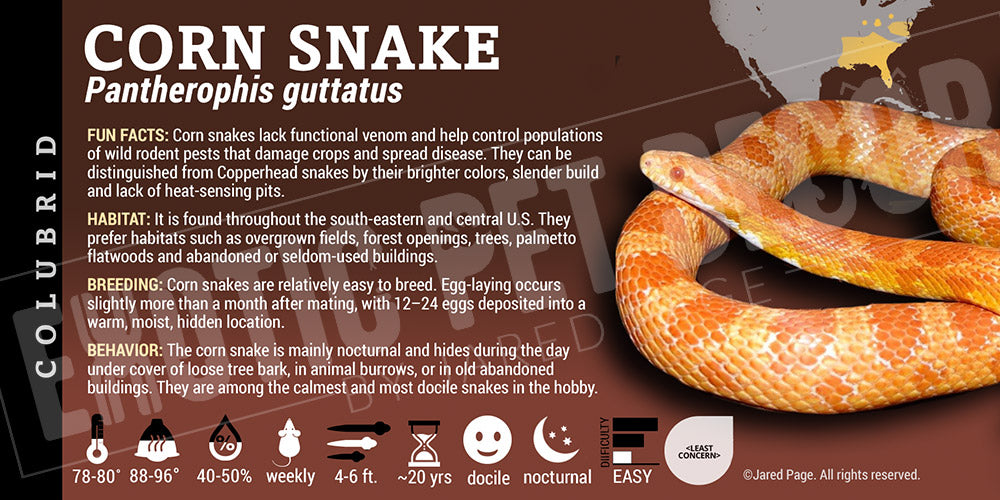 Pantherophis guttatus 'Corn Snake'