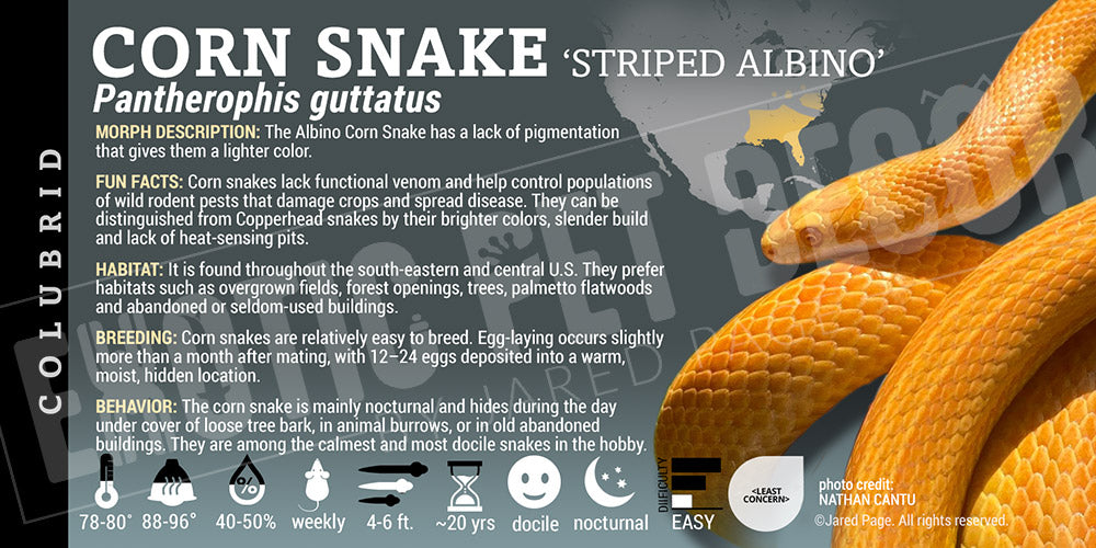 Pantherophis guttatus 'Corn Snake'