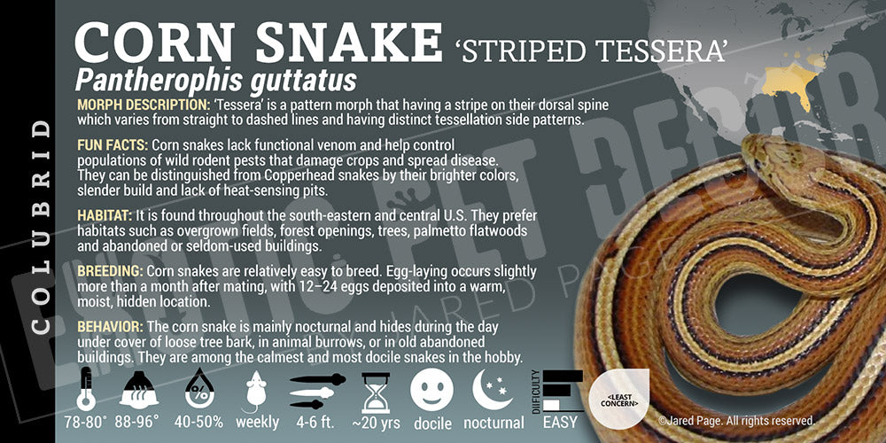 Pantherophis guttatus 'Corn Snake'