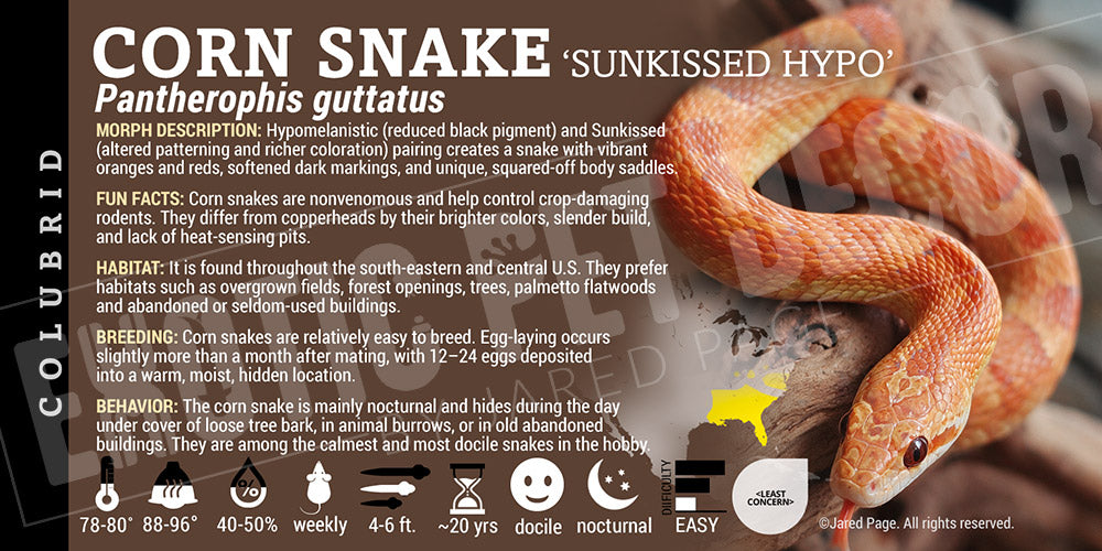 Pantherophis guttatus 'Corn Snake'
