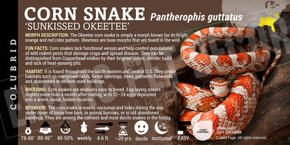 Pantherophis guttatus 'Corn Snake'
