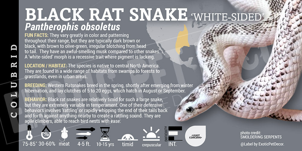 Pantherophis obsoletus 'Black Ratsnake'