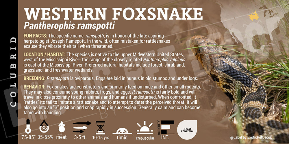 Pantherophis ramspotti 'Western Foxsnake' label