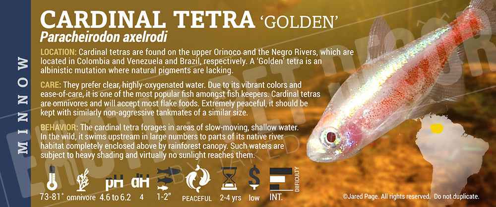 Paracheirodon axelrodi 'Cardinal Tetra' Fish