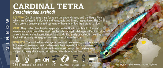Paracheirodon axelrodi 'Cardinal Tetra' Fish
