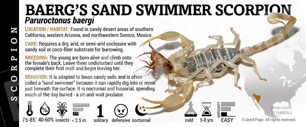 Paruroctonus baergi 'Baerg's Sand Swimmer' Scorpion label