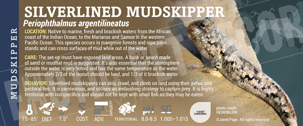 Periophthalmus argentilineatus 'Barred Silverlined Mudskipper'