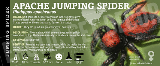 Phidippus apacheanus 'Apache Jumping' Spider