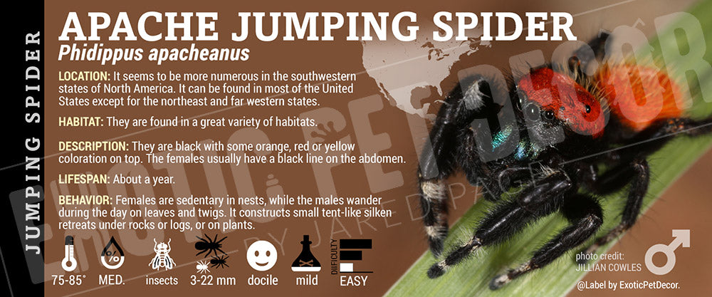 Phidippus apacheanus 'Apache Jumping' Spider