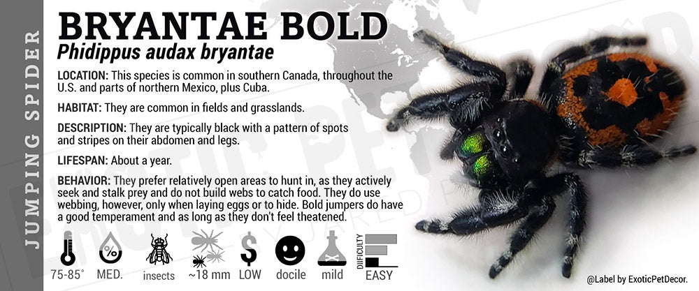 Phidippus audax 'Bold Jumping' Spider