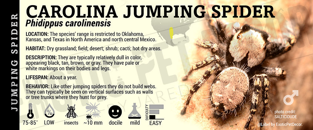 Phidippus carolinensis 'Carolina Jumping' Spider label