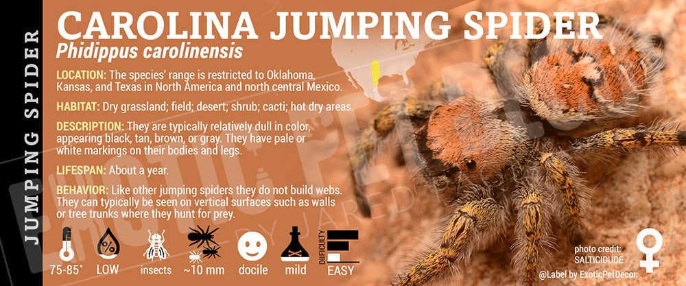 Phidippus carolinensis 'Carolina Jumping' Spider label
