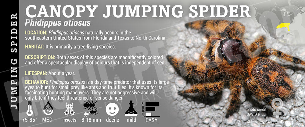 Phidippus otiosus 'Canopy Jumping' Spider