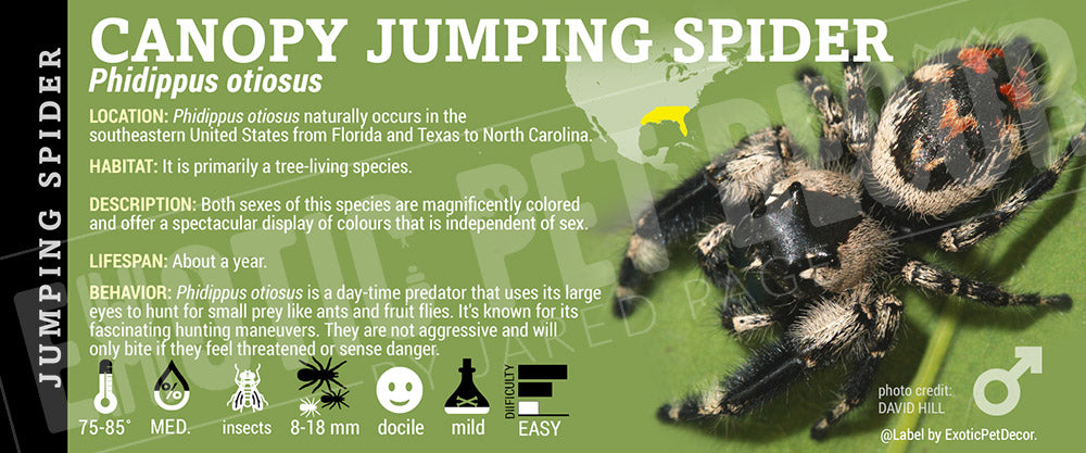 Phidippus otiosus 'Canopy Jumping' Spider