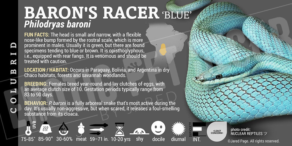 Philodryas baroni 'Baron's Racer' Snake label