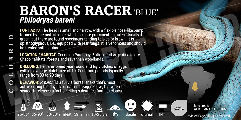 Philodryas baroni 'Baron's Racer' Snake label