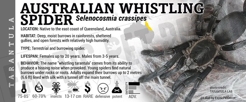 Selenocosmia crassipes 'Australian Whistling Tarantula' label