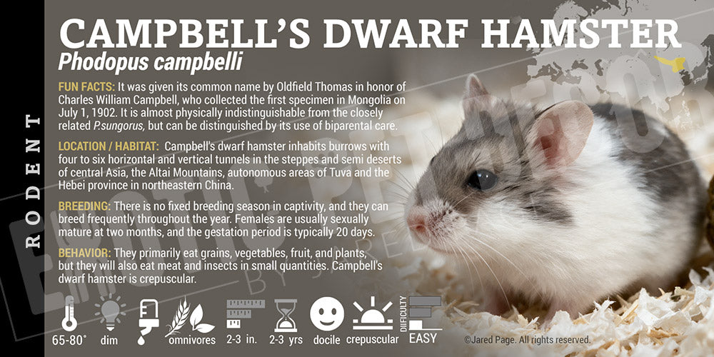 Phodopus campbelli 'Campbell's Dwarf Hamster' label