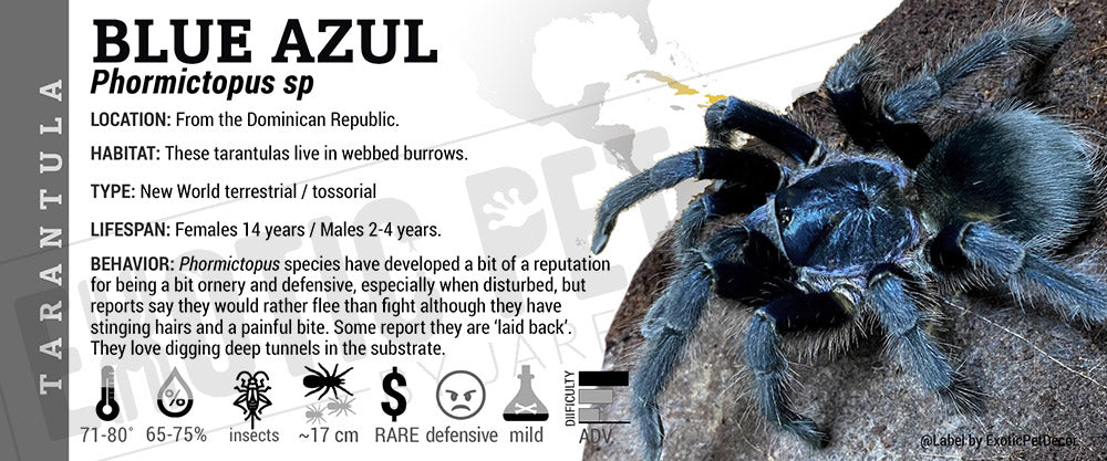 Phormictopus sp. 'Blue Azul' Tarantula label