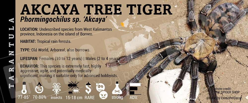 Phormingochilus sp. 'Akcaya' 'Akcaya Tree Tiger' Tarantula label
