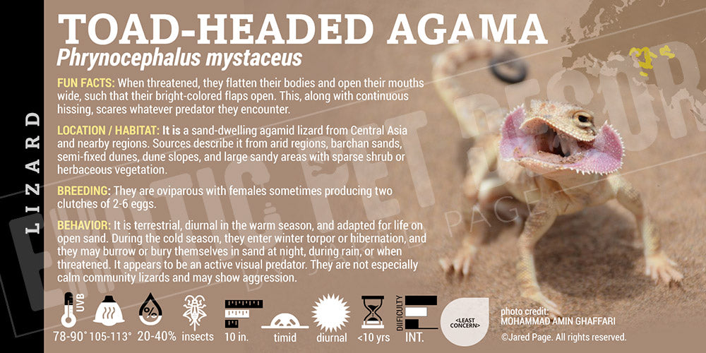 Phrynocephalus mystaceus 'Toad-headed Agama' Lizard label