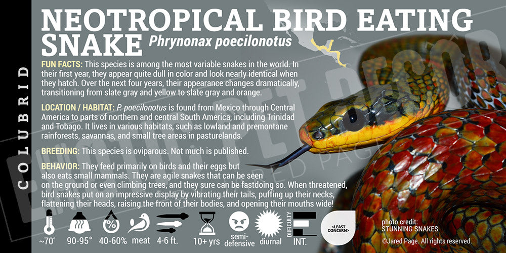 can a snake eat a bird of paradise plant Phrynonax poecilonotus 'Neotropical Bird-Eating' Snake Cards and Enclosure Labels – Exotic Pet Decor