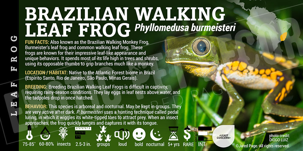 Phyllomedusa burmeisteri 'Brazilian Walking Monkey Frog' label