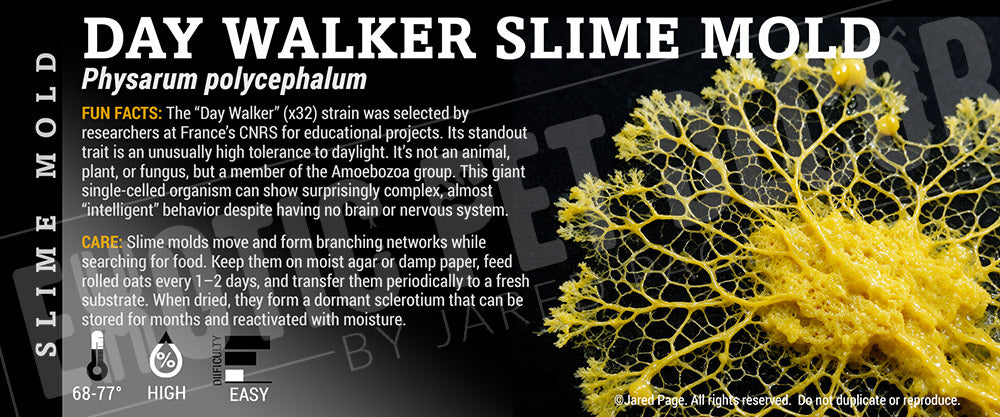 Physarum polycephalum 'Day-Walker' Slime Mold label