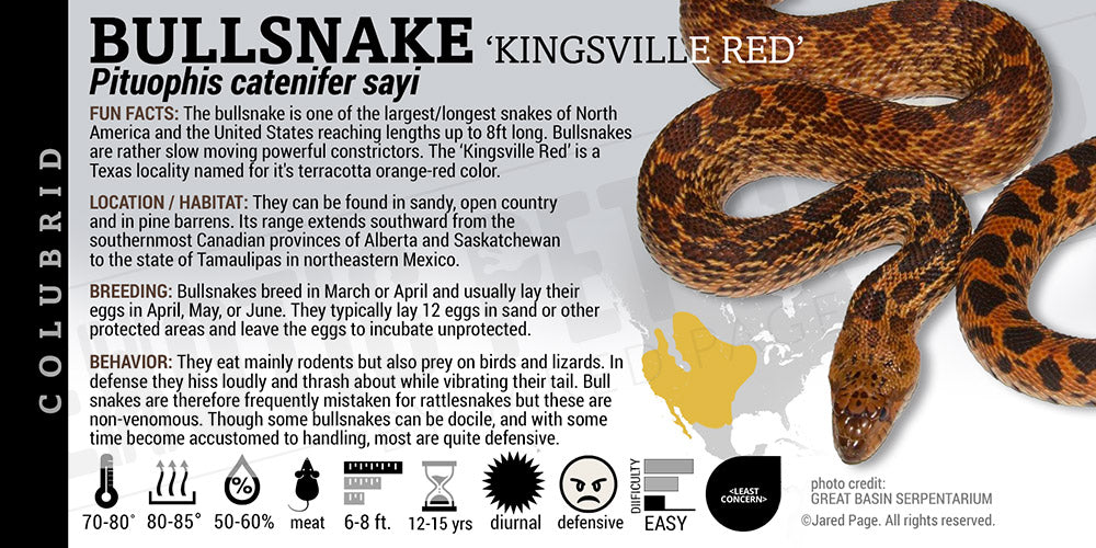 Pituophis catenifer sayi 'Bullsnake'