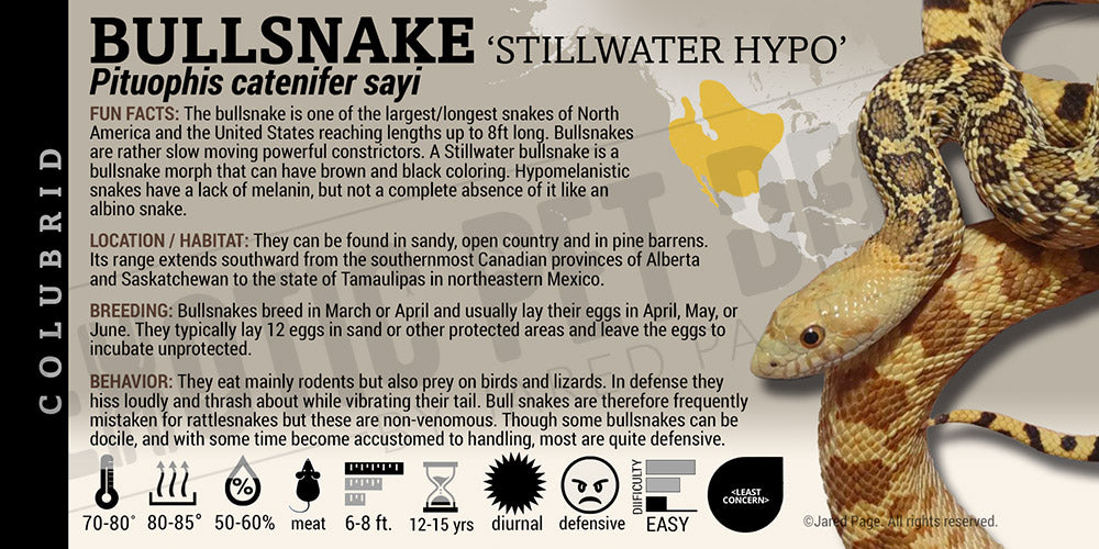 Pituophis catenifer sayi 'Bullsnake'