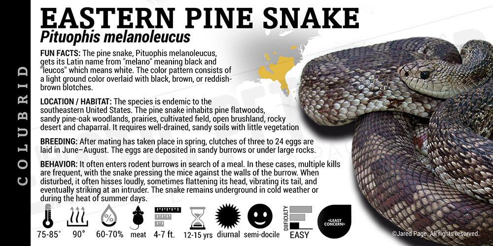 Pituophis melanoleucus 'Eastern Pine' Snake