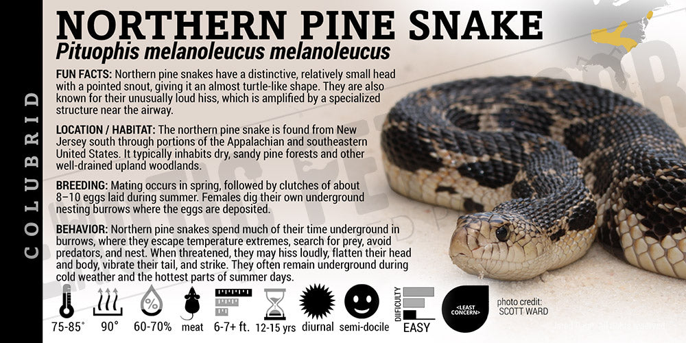 Pituophis melanoleucus melanoleucus 'Northern Pine' Snake label