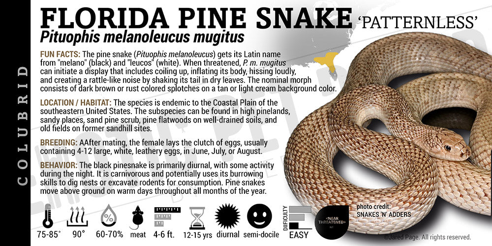 Pituophis melanoleucus mugitus 'Florida Pine Snake' label