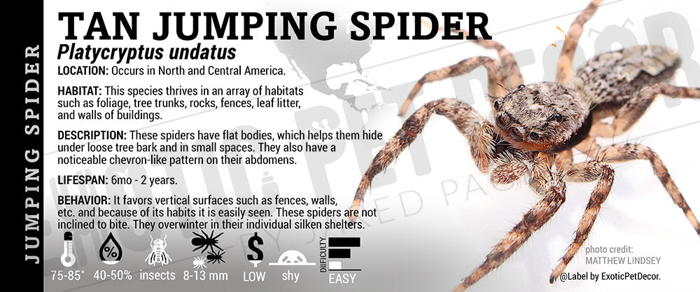 Platycryptus undatus 'Tan Jumping' Spider