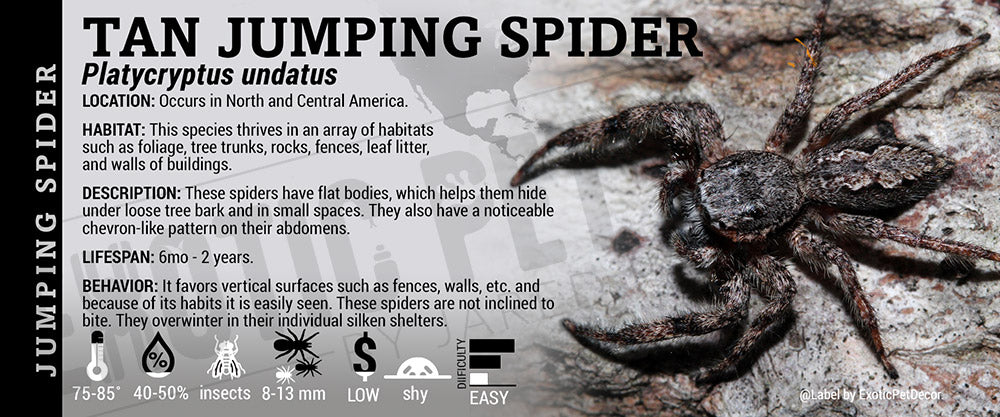 Platycryptus undatus 'Tan Jumping' Spider