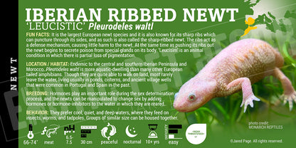 Pleurodeles waltl 'Spanish Newt'
