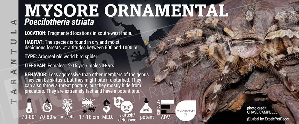 Poecilotheria striata 'Mysore Ornamental' Tarantula
