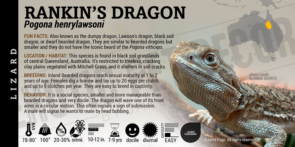 Pogona henrylawsoni 'Rankin’s Dragon' Lizard