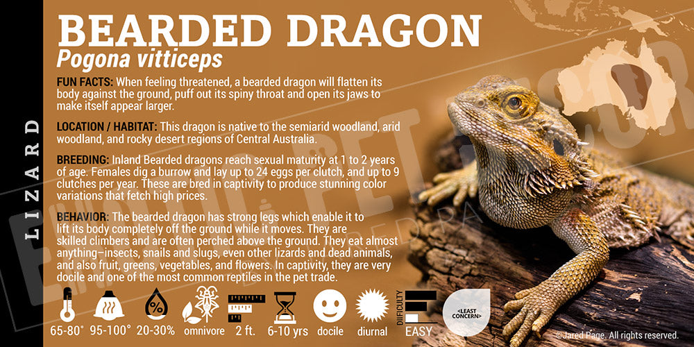 Pogona vitticeps 'Bearded Dragon' Lizard