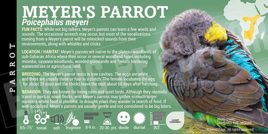 Poicephalus meyeri 'Meyer's Parrot'