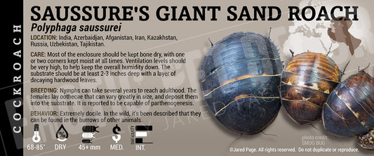 Polyphaga saussurei 'Saussure's Giant Sand' Roach