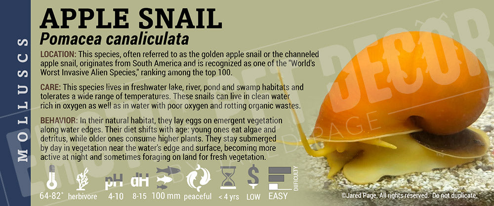 Pomacea canaliculata 'Apple Snail'